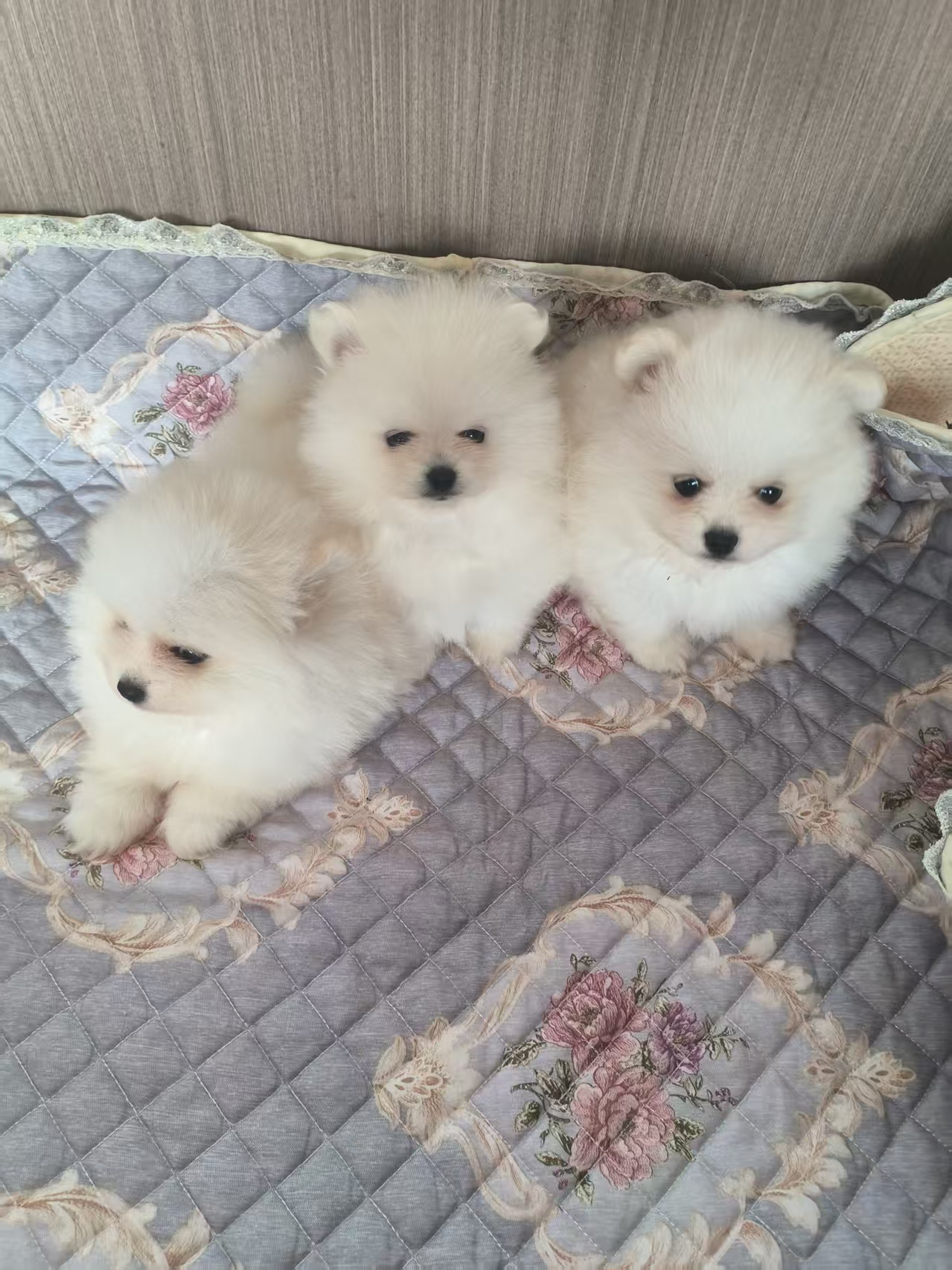 美系浅圆脸短版 白博美